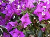 Bougainvillea