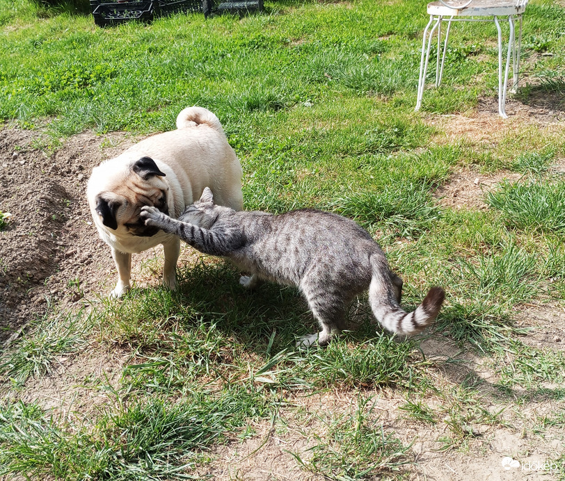 "És akkor fogtam egy eeeekkora egeret barátom...!"