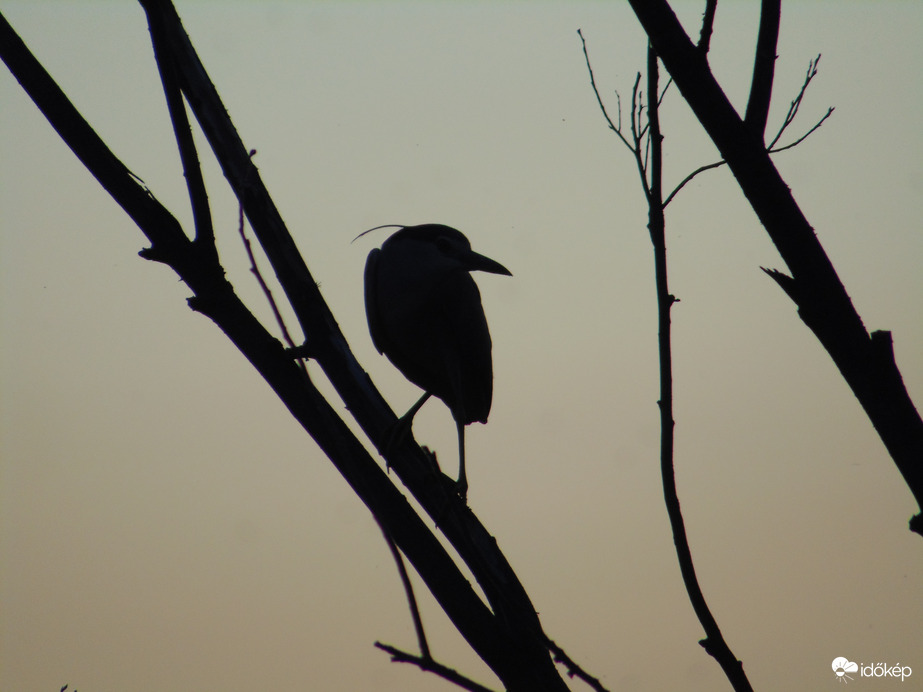Egy madár a Deseda tónál