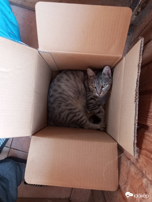 "Most mit néztek? Macska egy dobozban...ennyi, nincs itt semmi látnivaló,lehet továbbmenni...!"