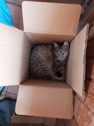 "Most mit néztek? Macska egy dobozban...ennyi, nincs itt semmi látnivaló,lehet továbbmenni...!"