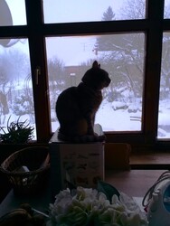 "Szép a tél...de azért jobb itt bent a meleg szobában..."