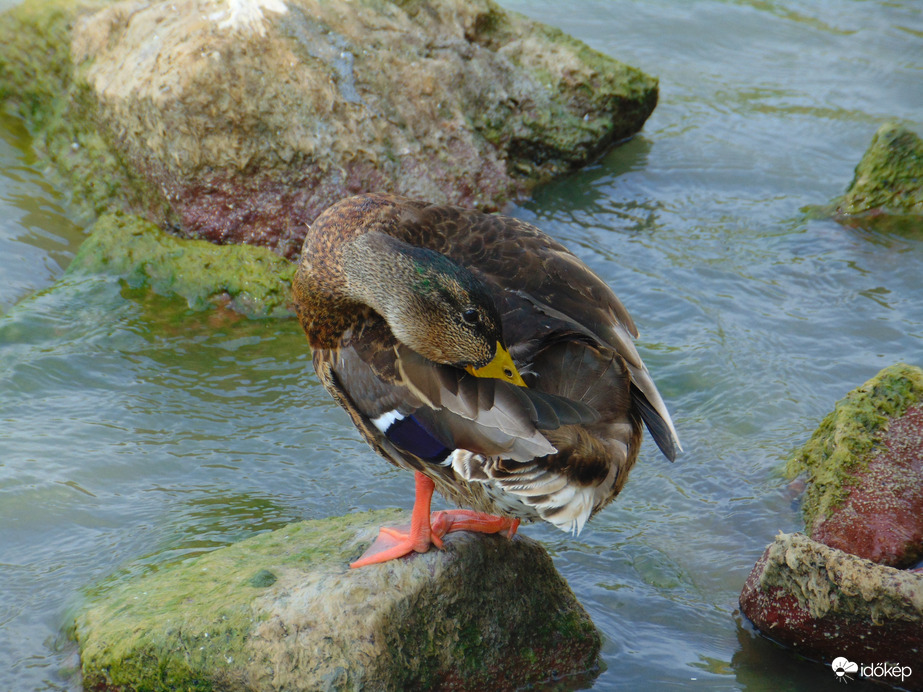 "Már azt sem tudom, hol áll a fejem..."  