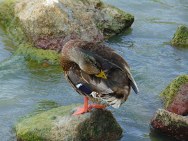 "Már azt sem tudom, hol áll a fejem..."  