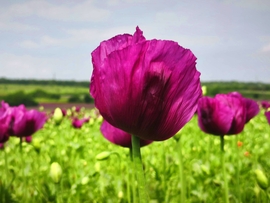 Vác
