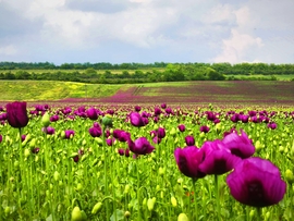 Vác