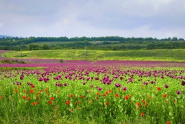 Vác