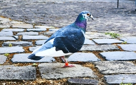Vác