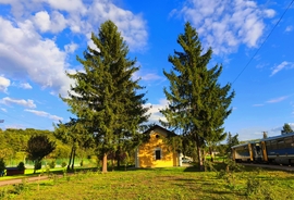Berkenye