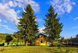 Berkenye