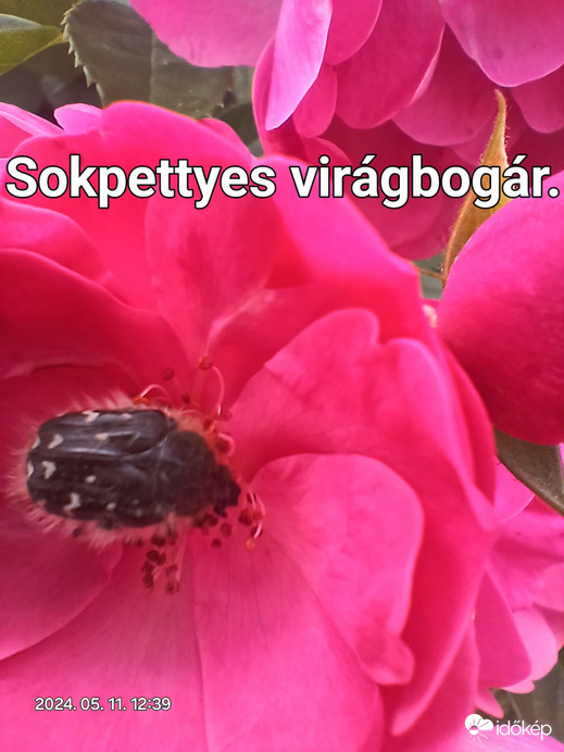 Sokpettyes virágbogár