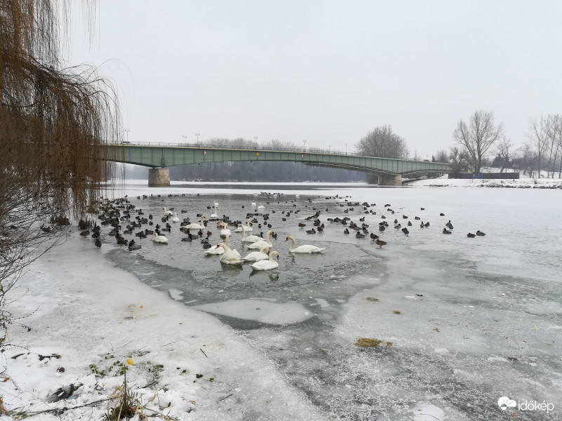 2019.01.12 A befagyott Tisza Tokajnál!