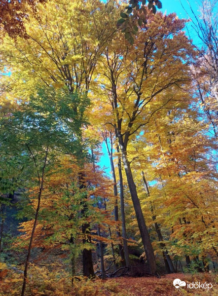 őszi erdő, Galya patak völgye