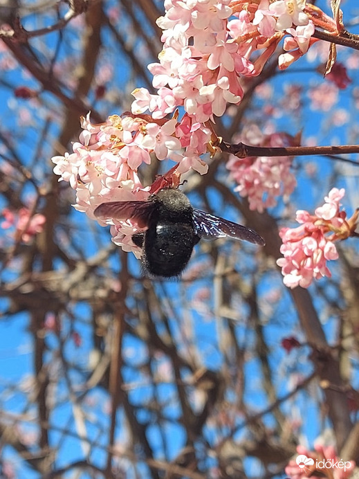 illatos :)de nem tudom mi ez?le fog fagyni ma ejjel...