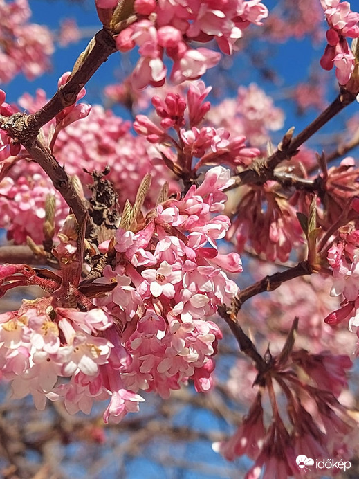 tavasz a névnapomon;)