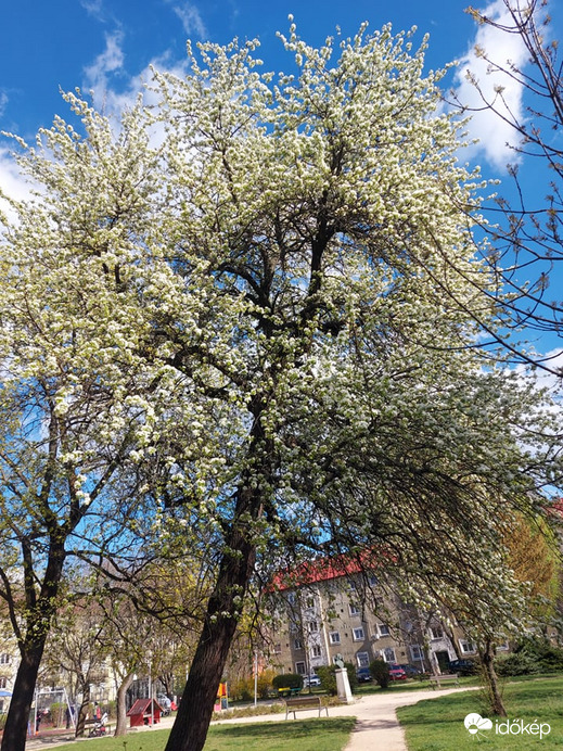 virágzó öreg vadkörte fa a tömbök közt 