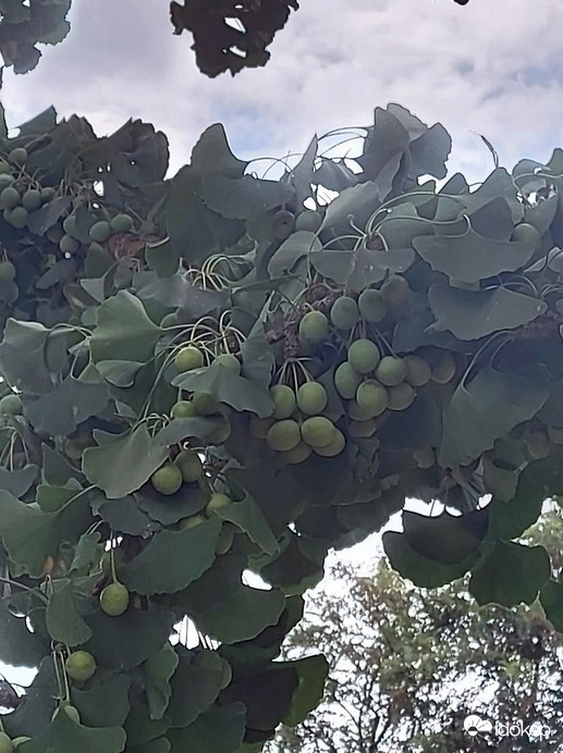 ginko termése