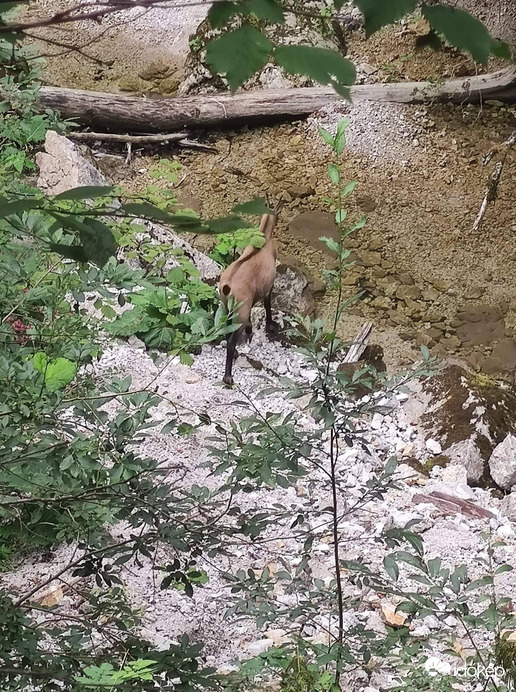 hegyi kecske inni megy a patakba