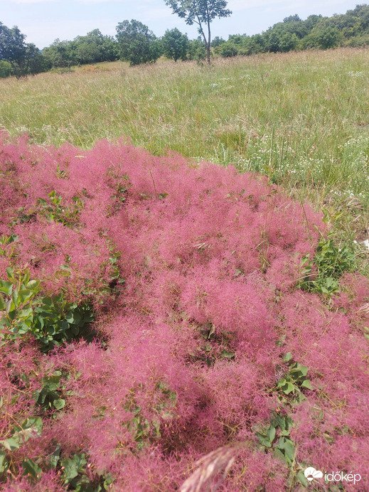 viragzo cserszömörce vértesben