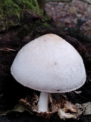 lakatildi fotója