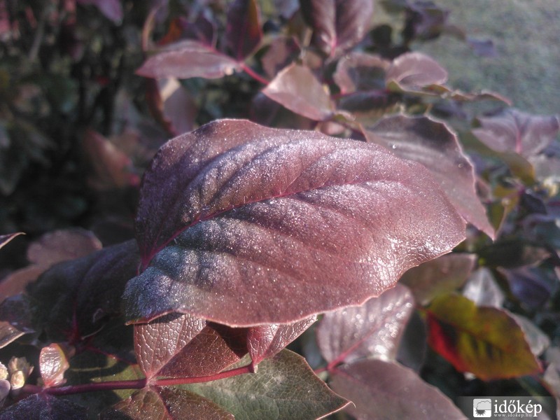 Tegnapi kiruccanás :)