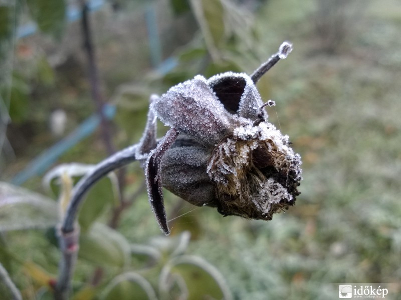 Elszáradt rózsa párába burkolózva
