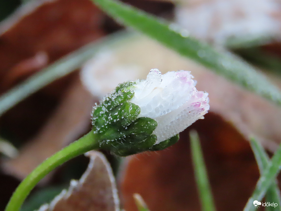 Fázós Százszorszép