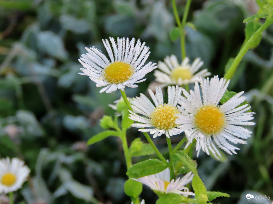 Egynyári seprence gyöngyökkel