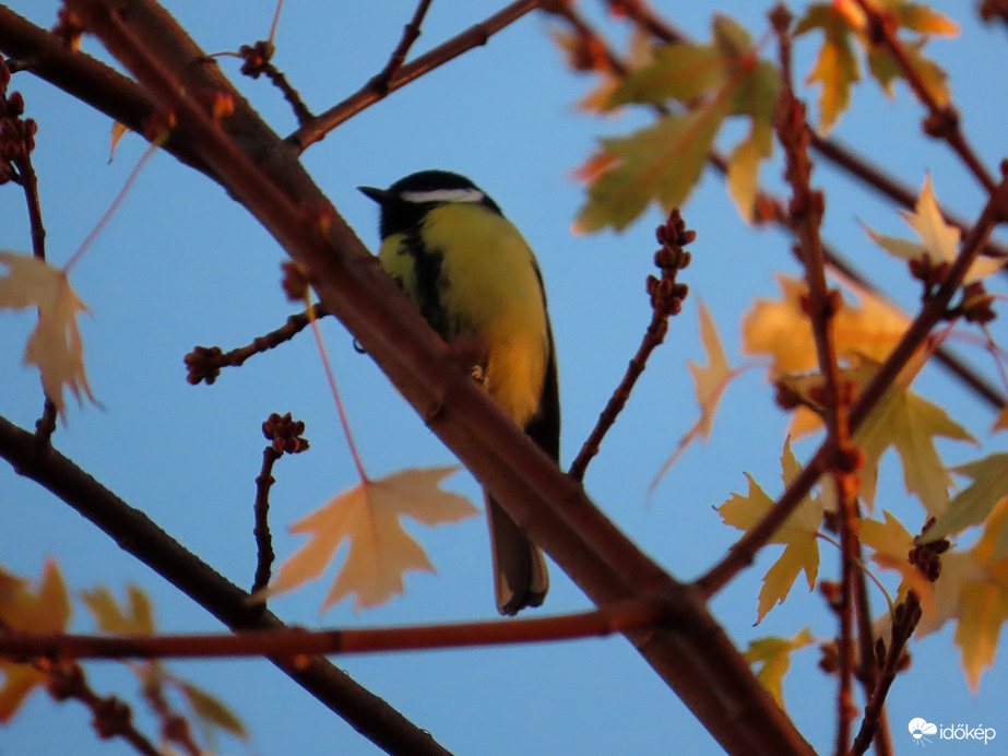 Széncinege a napkelte fényében