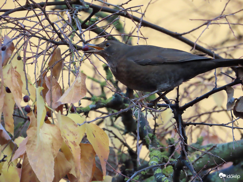 Ma is kell reggelizni!