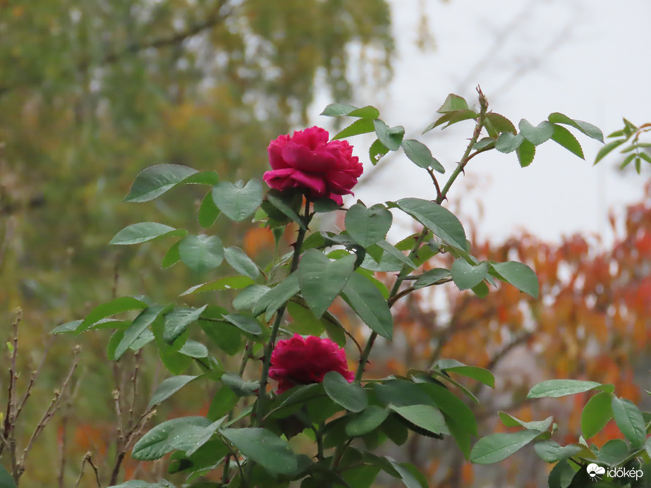 Még illatoznak a Sportliget rózsái 1.