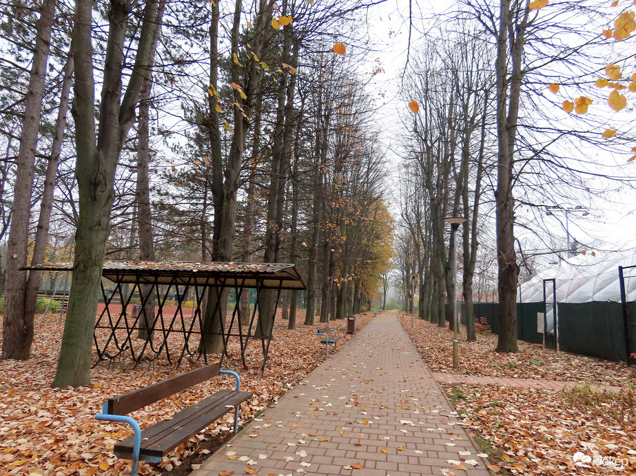 Már alig van levél a fákon