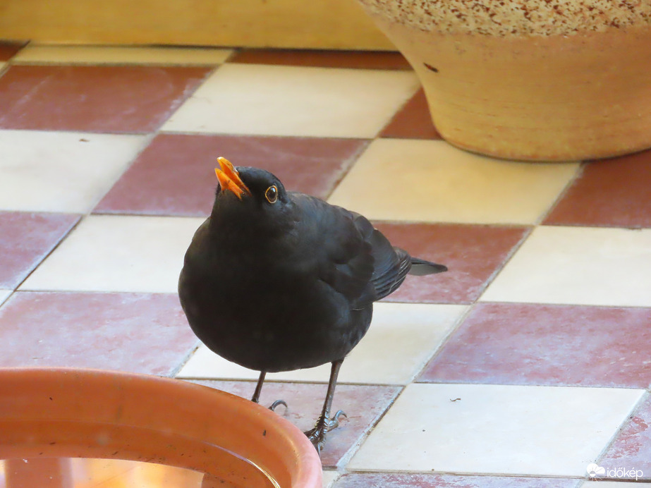 Itt mindig találok vizet