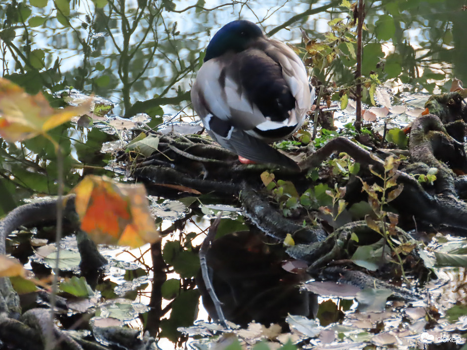 Nyitott szemmel pihenek