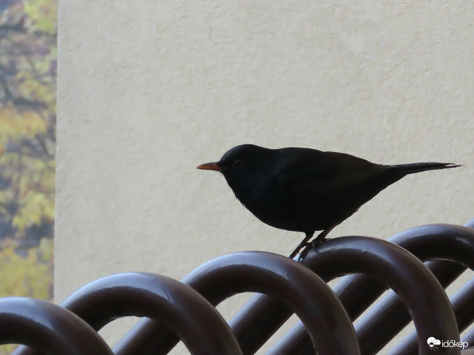 Itt várom, amíg vizet öntesz! 