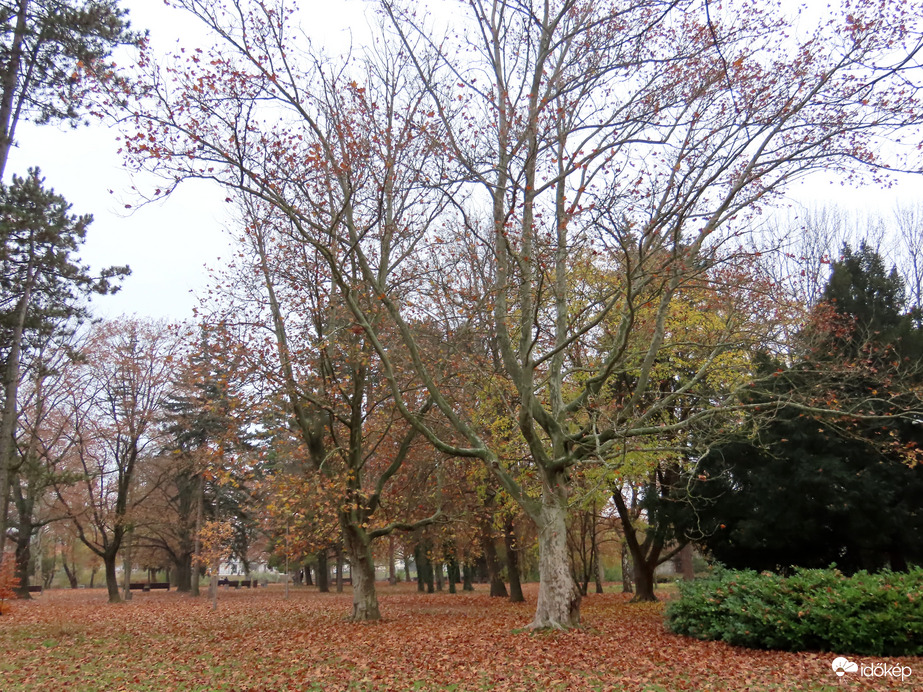 A Csónakázó-tó szigetén mindent levélszőnyeg borít