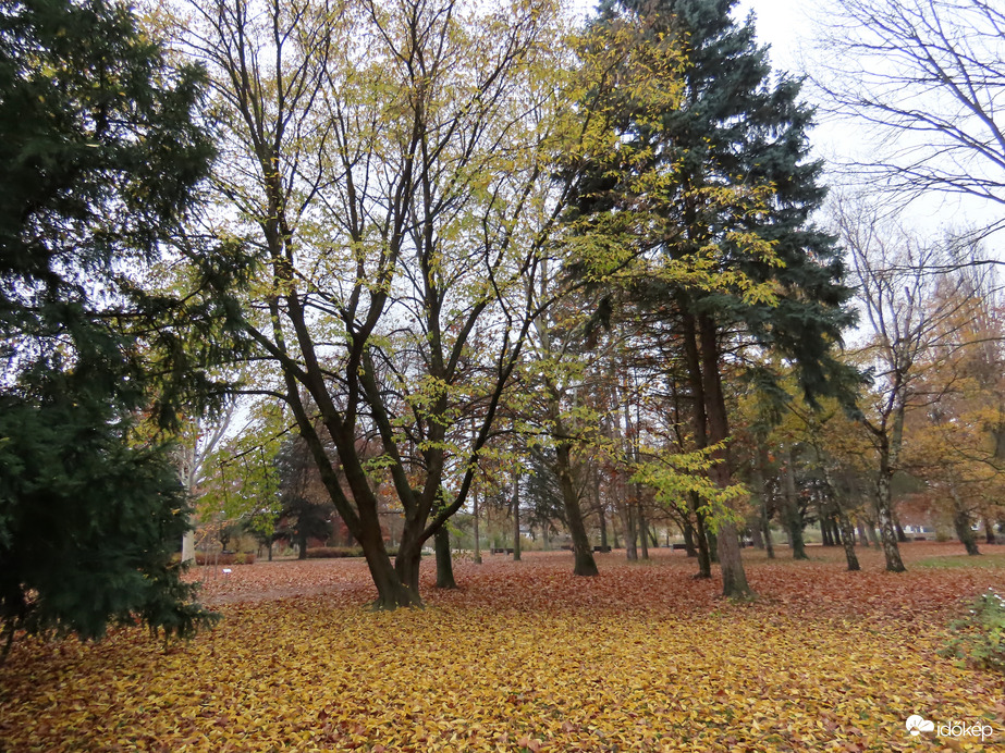 A Csónakázó-tó szigetén mindent levélszőnyeg borít