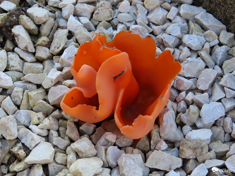 Narancsszínű csészegomba?