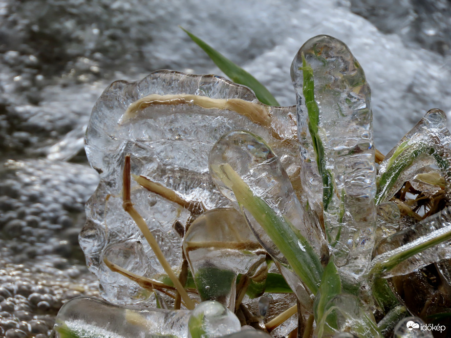 Növények jégbe fagyva