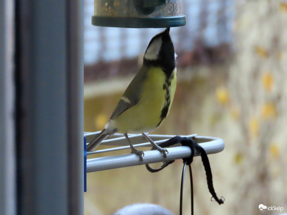 Elromlott az etető? Innen nem jön mag!