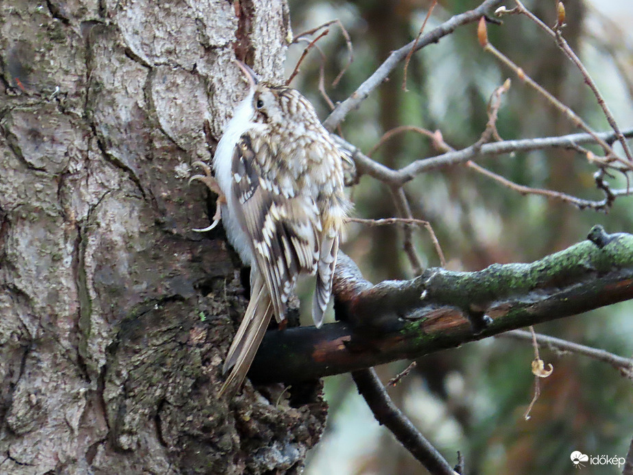 Esőszünetben láttam
