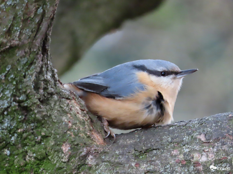Védettebb helyre ültem