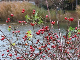 Csipkebokor a tó partján