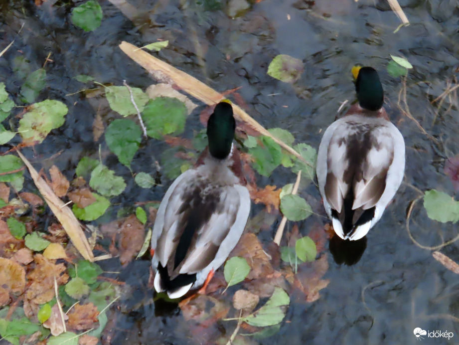Récék felülnézetből