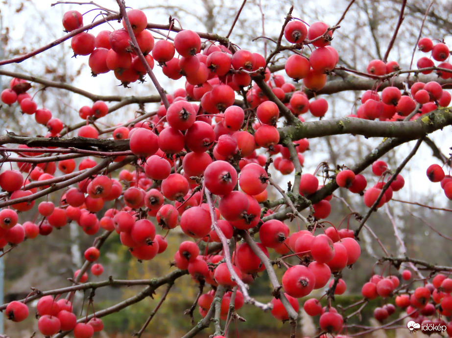 Dús termés a Díszalmafán