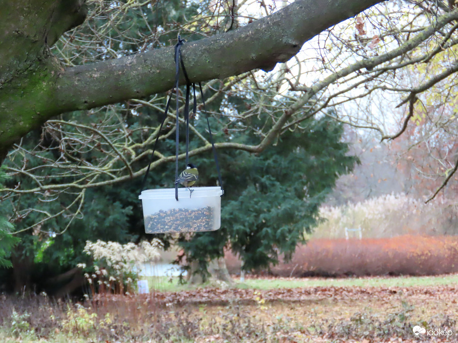Etető a Csónakázó-tó szigetén