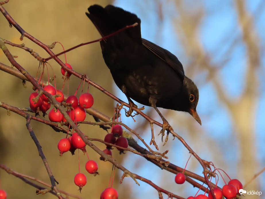 Kinéztem magamnak az egyiket!