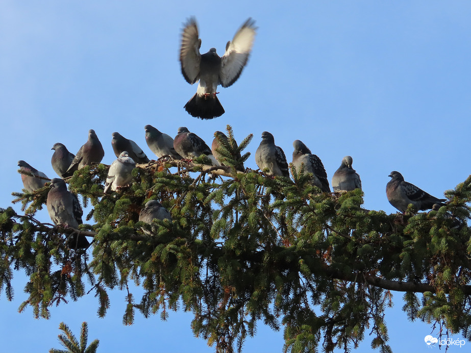 Nekem is jut még hely?
