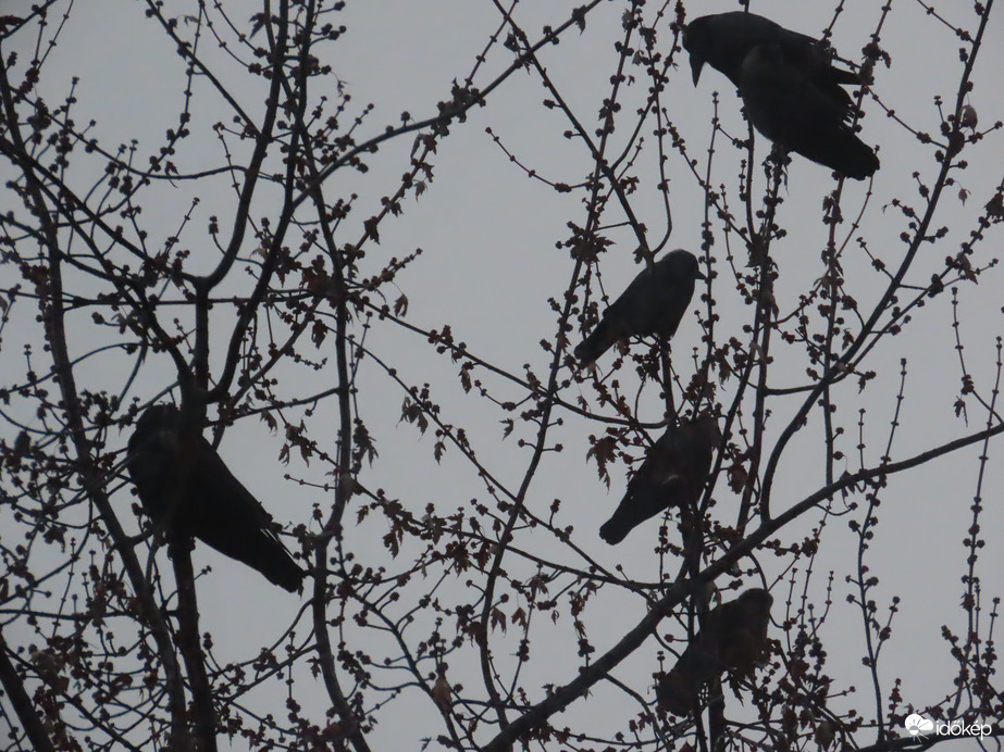 Varjak és Csókák a szürkeségben