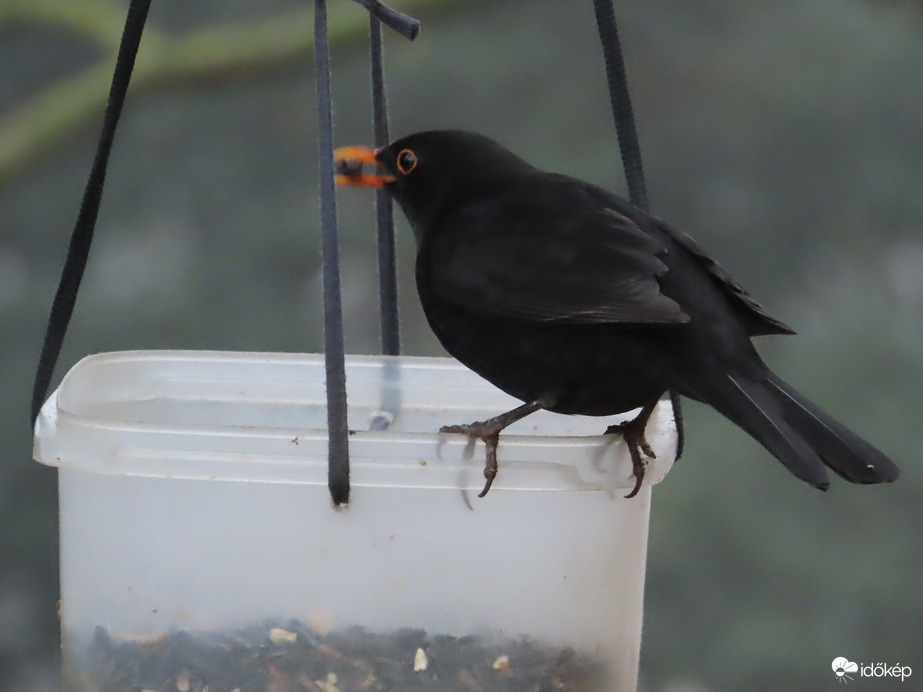 A rigó is megtalálta az etetőt